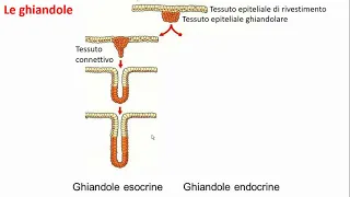 introduzione al sistema endocrino