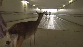 奈良公園　ある日の鹿さん　地下道にいた鹿さん