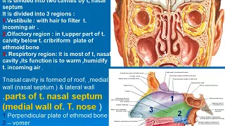 92  Nasal cavity