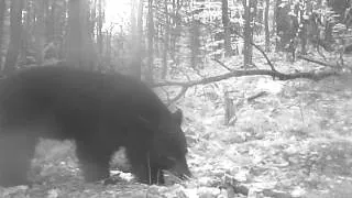 ‎Friday, ‎October ‎18, ‎2013, ‏‎7:12:46 AM - Black Bear Sniffs Cam & Growls