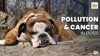Pollution and Cancer in Dogs | Dr. Lauren Trepanier