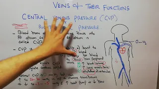 CVS physiology 73. Central venous pressure (CVP), Right atrial pressure, Veins and their functions.
