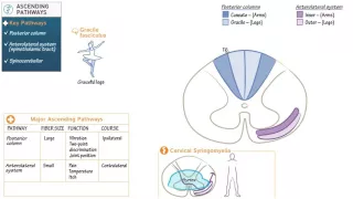 Neuroanatomy: Ascending Spinal Cord Pathways