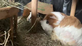 Fergus is just one cute Guinea pig