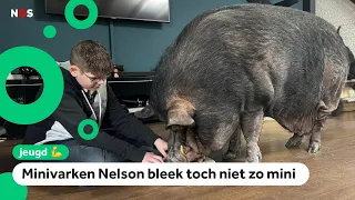 Brandon heeft een reusachtig varken als huisdier