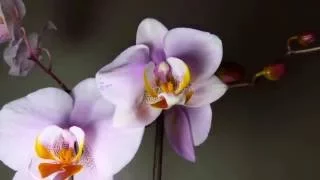 Timelapse Of Orchid Flower Opening