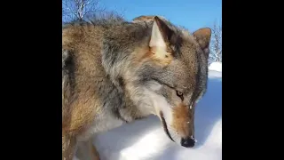 Wolf howling compilation ❤️🐺