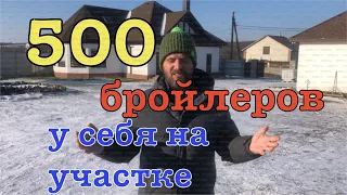 Выращивание бройлера кобб-500 в домашних условиях, бизнес на бройлерах, содержание бройлера