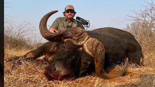 Prefect Bow Shot on a Huge Cape Buffalo Bull