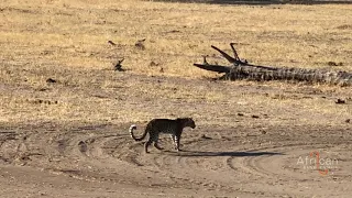 Leopard walks through empty Somalisa Camp