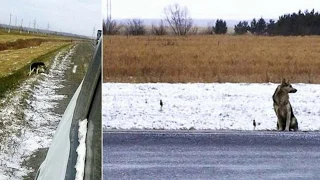 Loyal Siberian dog still waits for owner's return at spot where he died over a year ago