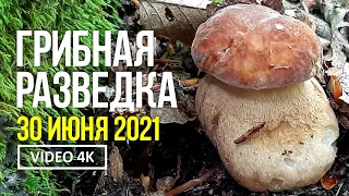 ГРИБНАЯ РАЗВЕДКА 30.06. 2021г Сбор лисичек, груздей и белых грибов.