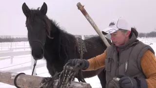 Training young horses to the sleigh for the first time harnessed.