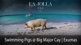 Swimming with the pigs at Big Major Cay in the Exumas