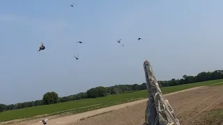 Crushing pigeons over decoys “awesome footage”