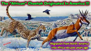 The "African" Cheetah Originated In America !! The True Eden / American Migration 100,000 Years Ago