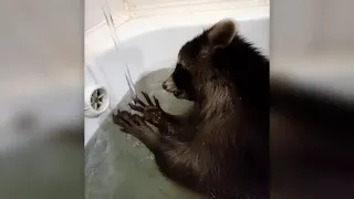 Raccoon in the bathroom  Енот в Ванной