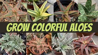 A COLORFUL ALOE Collection | Basic Care for #Aloe