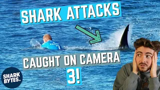 Shark Scientist Reacts to SHARK ATTACK Videos: 3!