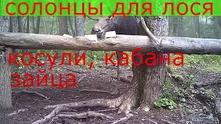 Как сделать солонец для лося, косули, кабана