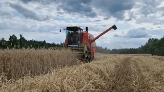 ⭐️🇵🇱 Żniwa W Gr Koślacz 2023 Nowa Przyczepa | Oporowy Kierowca Steyr'a | Nie Ma Lipy