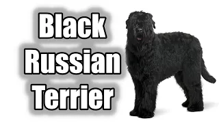 Black Russian Terrier 2020 - Detox Your Dog