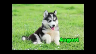 Your month your beagle or husky!