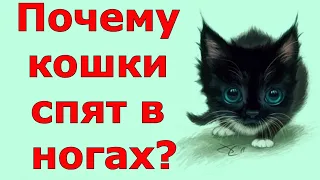 Зачем кошки ложатся спать у хозяина в ногах?