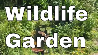 How to make a WILDLIFE GARDEN! The FOUR things you MUST INCLUDE!