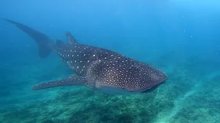 Whale sharks in the Maldives 2024