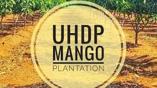 UHDP MANGO PLANTATION @udumalpet