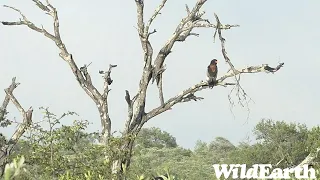 WildEarth - Sunrise  Safari - 29 Dec 2022