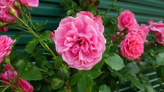 Роза "Rosarium Uetersen"