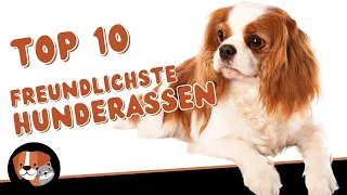 Die 10 Freundlichsten Hunderassen