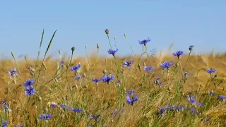 Звуки села.Релаксація.Тиша.Спокій 6годин.Sounds of the village. Relaxation. Silence. Peace 6 hours.