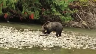 Atnarko River Grizzlies