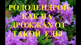 Рододендрон пышнеет как на дрожжах от такой еды! Так удобряли все цветы наши бабушки!