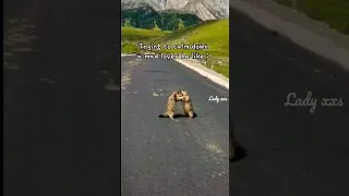 Cute marmot is trying to explain something to his girlfriend but she is so angry#funny #cute #shorts
