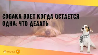 Собака воет когда остается одна: что делать