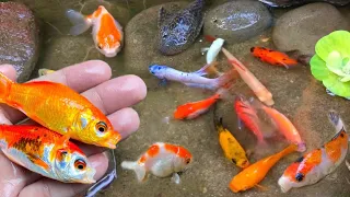 Find colorful ornamental fish, koi fish, goldfish, catfish, snakehead fish, betta fish, lobster