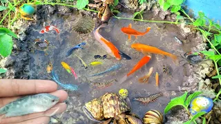 Menangkap lkan Glofish, lkan Mas Koki, lkan Molly, lkan Memphis, Ikan Lemon, lkan lele,bebek 20