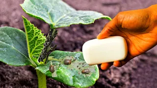 Potato aphids and aphids will be gone forever! The best natural insecticide for control