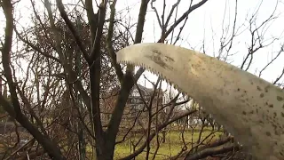 Обрезка старой и молодой сливы.