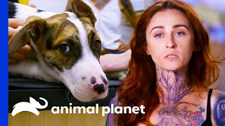 Poor Puppy With A Broken Leg Breaks Mariah's Heart | Pit Bulls & Parolees