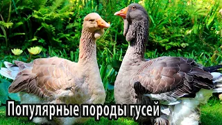 Популярные породы гусей