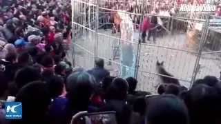 Tiger breaks out of cage during circus show in Shanxi, China