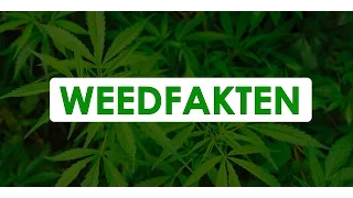 10 Fakten über Marihuana