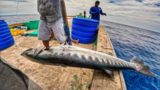 Wow! We Caught Many Giant Barracudas Today! Longline fishing Day 2 EP:6.