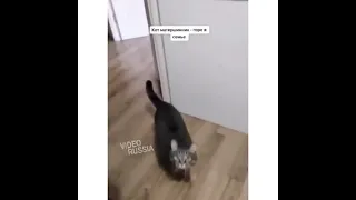 Кот материться 🐱🤣🤦