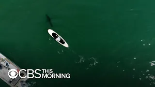 Drone video captures human encounters with great white sharks off Southern California coast